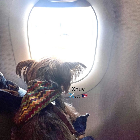 My Little  fur baby XHUY........ 🐾🐾❤️❤️🐾🐾🐾❤️ - Picture 10 of 16